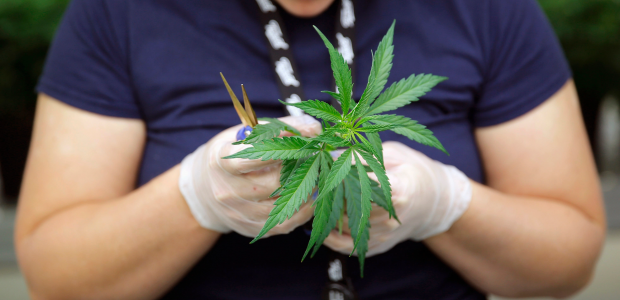 worker trimming a marijuana plant